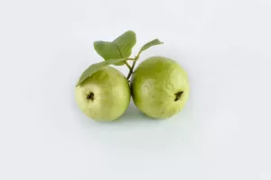 ثمار فاكهة الجوافة الناضجة